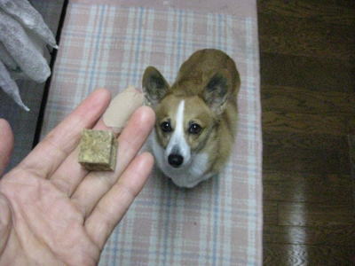 お米とタラのジャーキー