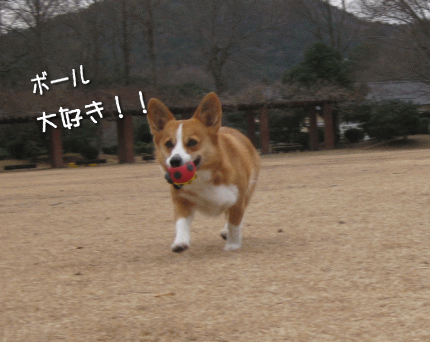 f11-22.gif