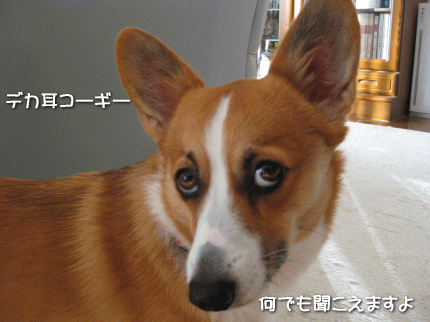 f11-23.gif
