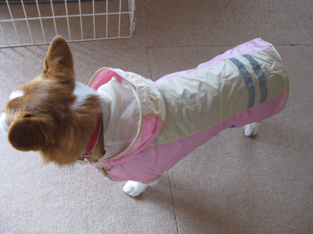 inu13.gif