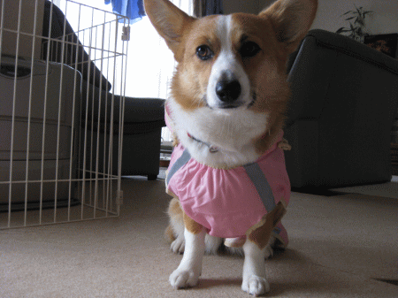 inu14.gif