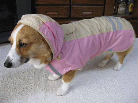 inu15.gif